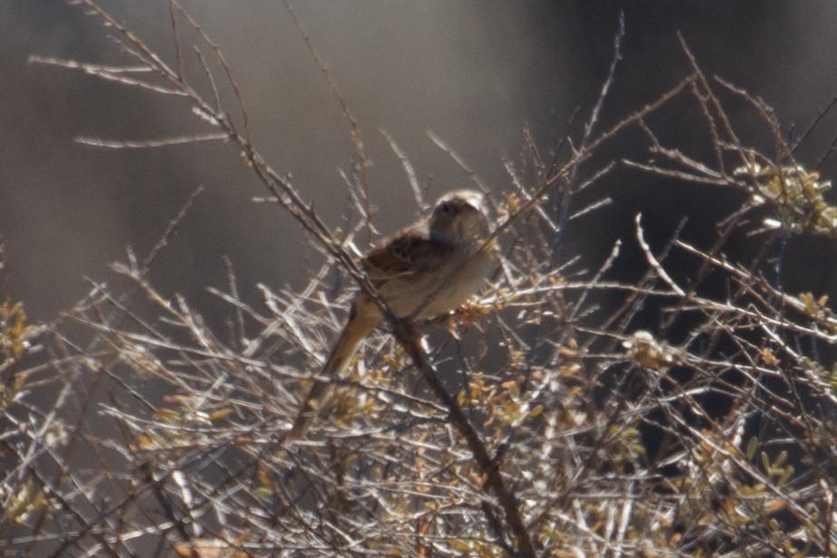 Cassin's Sparrow - ML156404971