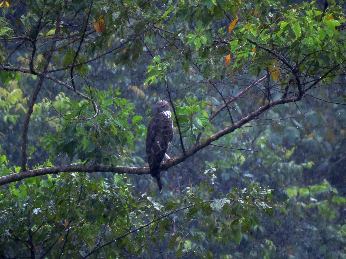 Changeable Hawk-Eagle (Changeable) - Jason Alexander