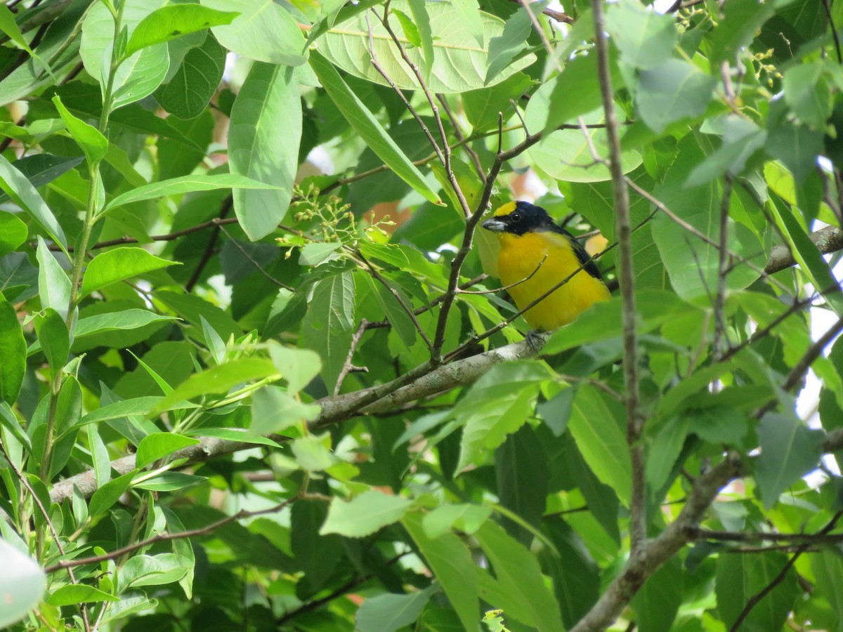 Thick-billed Euphonia - ML156407051