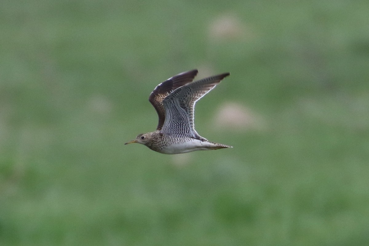 Upland Sandpiper - Brendan Burke