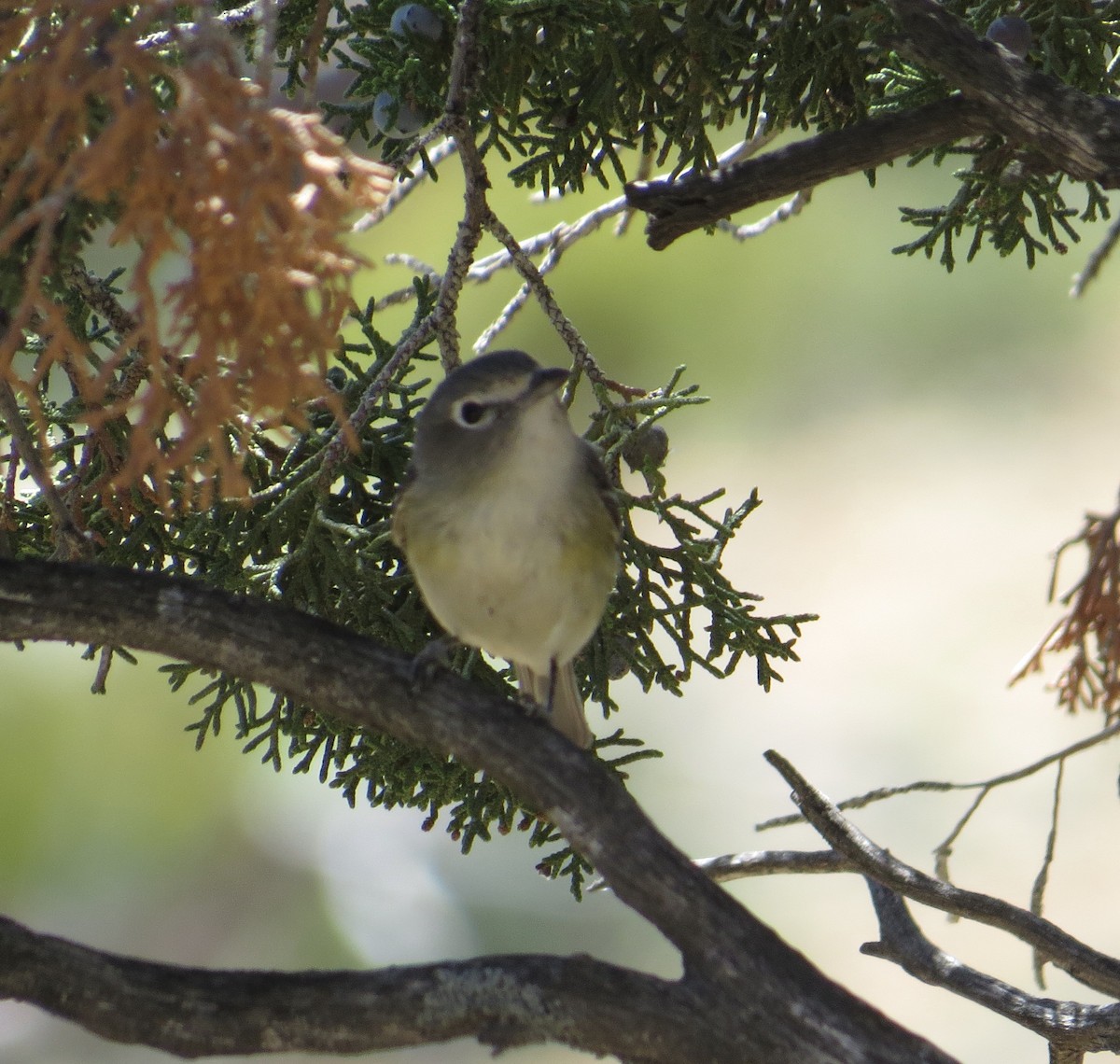 Cassin's Vireo - ML156410481