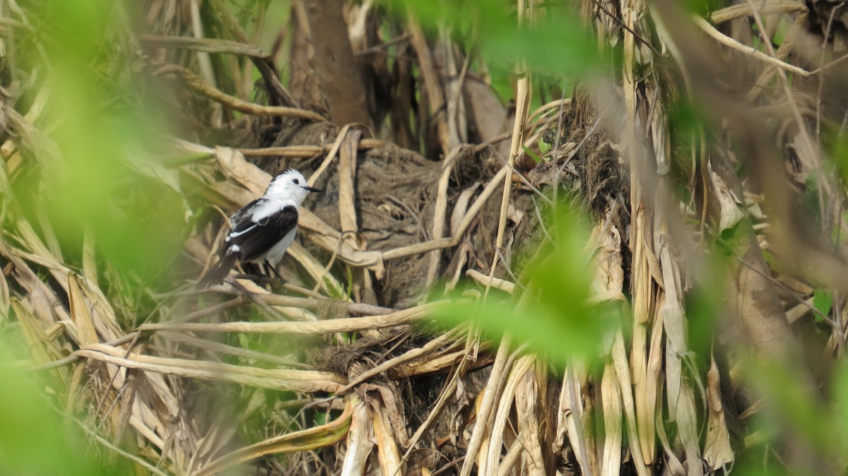 Pied Water-Tyrant - ML156410581