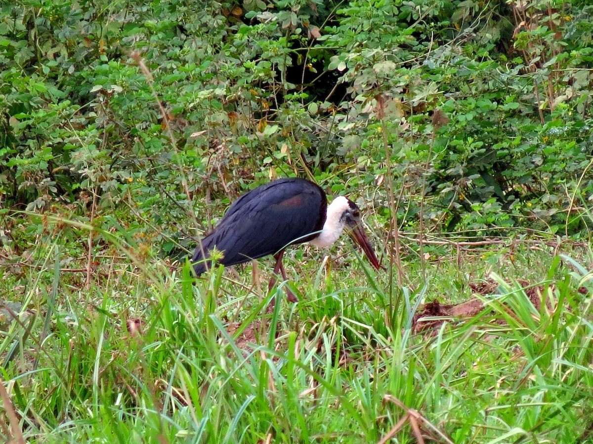 Asian Woolly-necked Stork - ML156410841