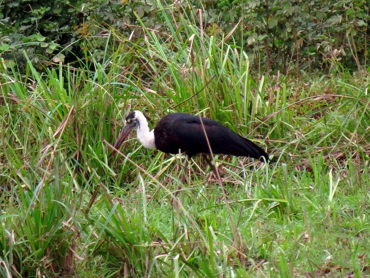Asian Woolly-necked Stork - ML156410851