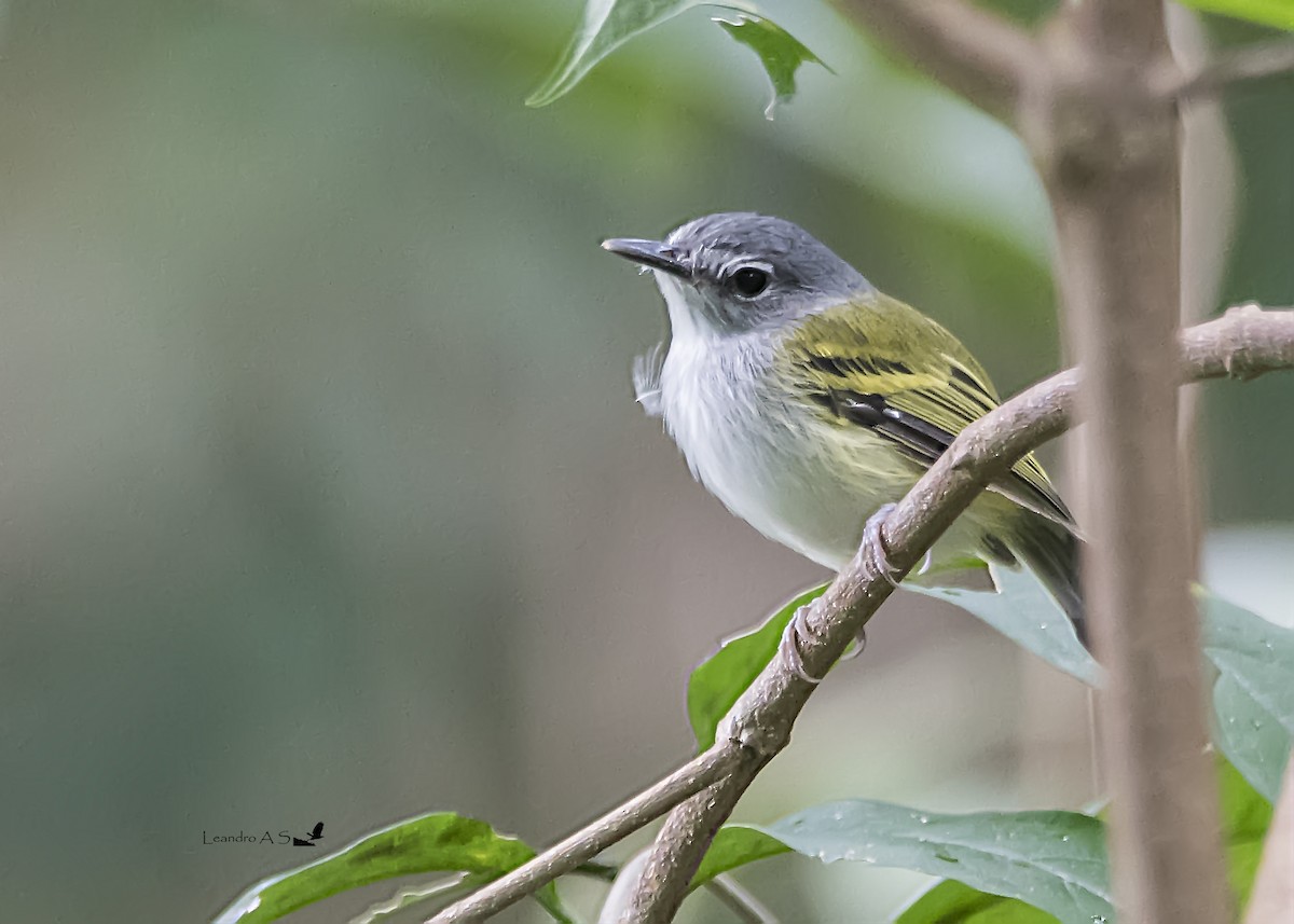 Slate-headed Tody-Flycatcher - ML156411051