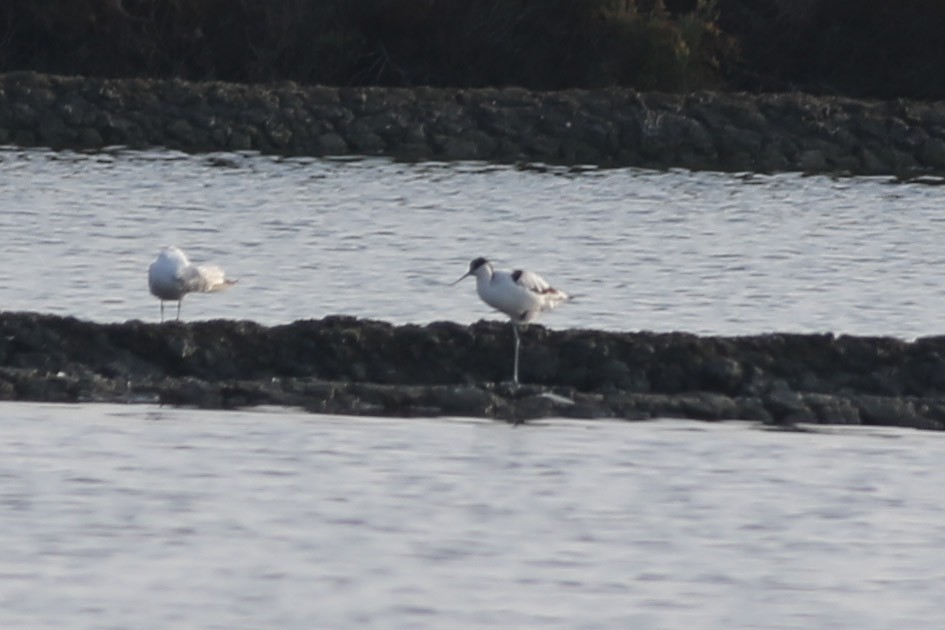 Pied Avocet - ML156411601