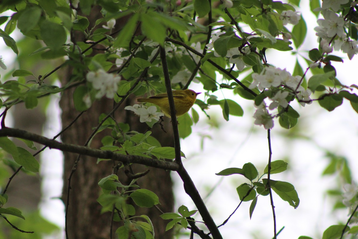 Yellow Warbler - ML156412791