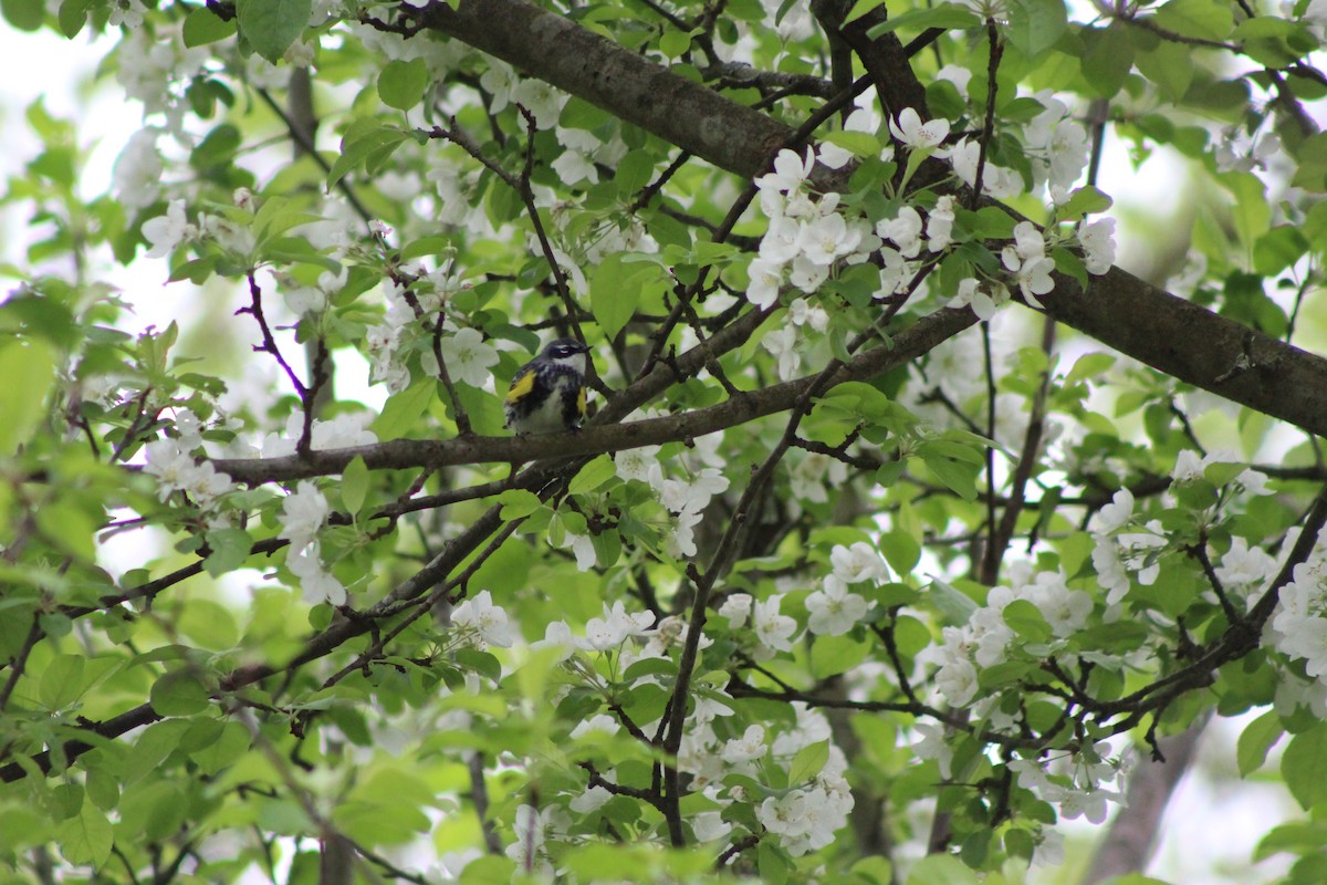 Yellow-rumped Warbler - ML156412821