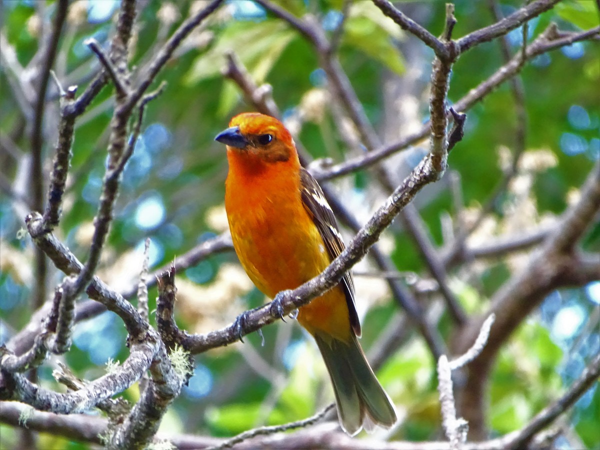 Flame-colored Tanager - ML156413011