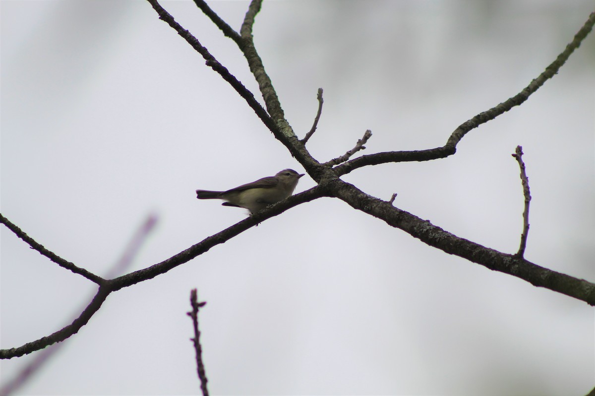 Warbling Vireo - ML156413311