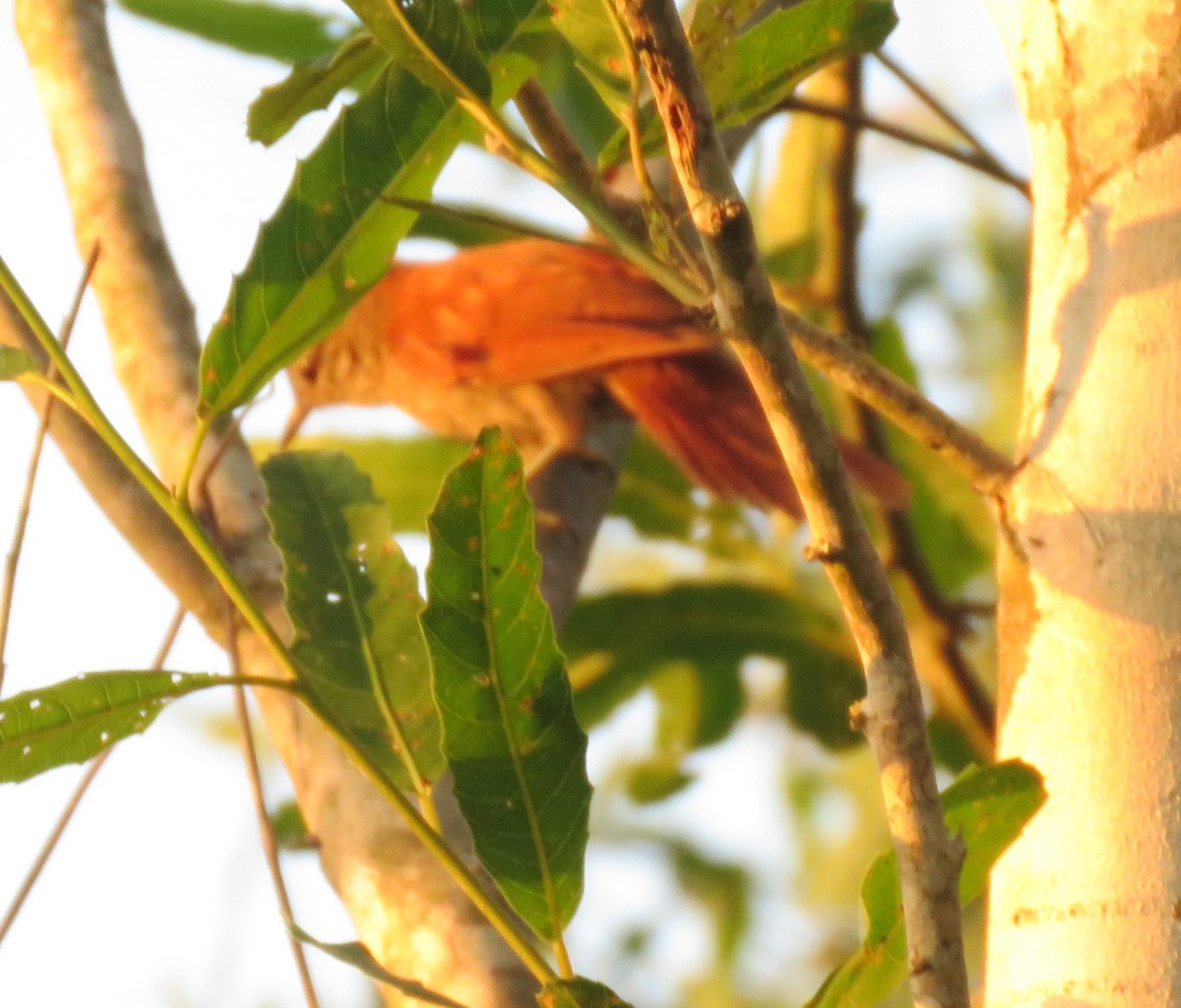 Rusty-backed Spinetail - ML156413681