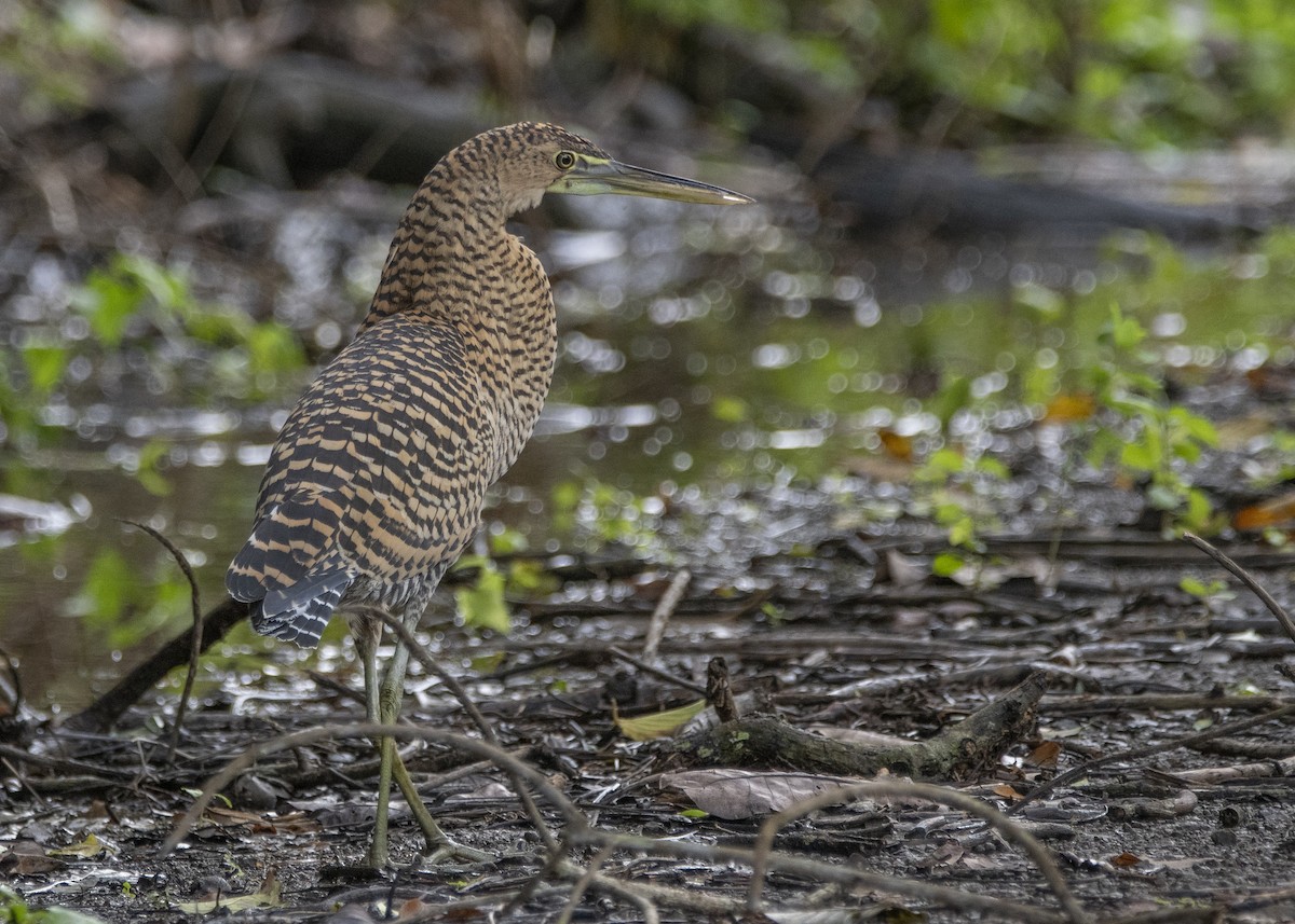 Bare-throated Tiger-Heron - ML156414061