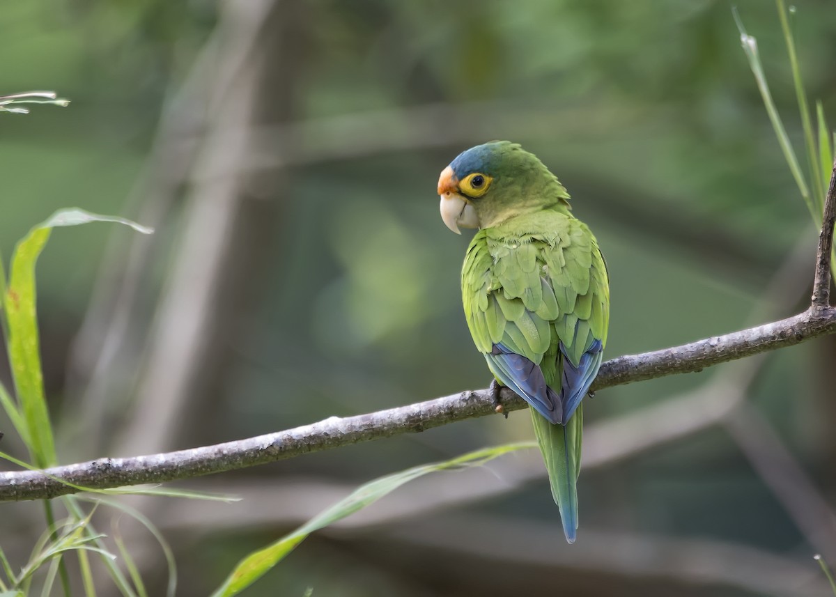 Orange-fronted Parakeet - Leandro Arias Salazar