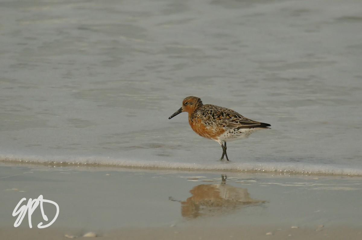 Red Knot - ML156414531