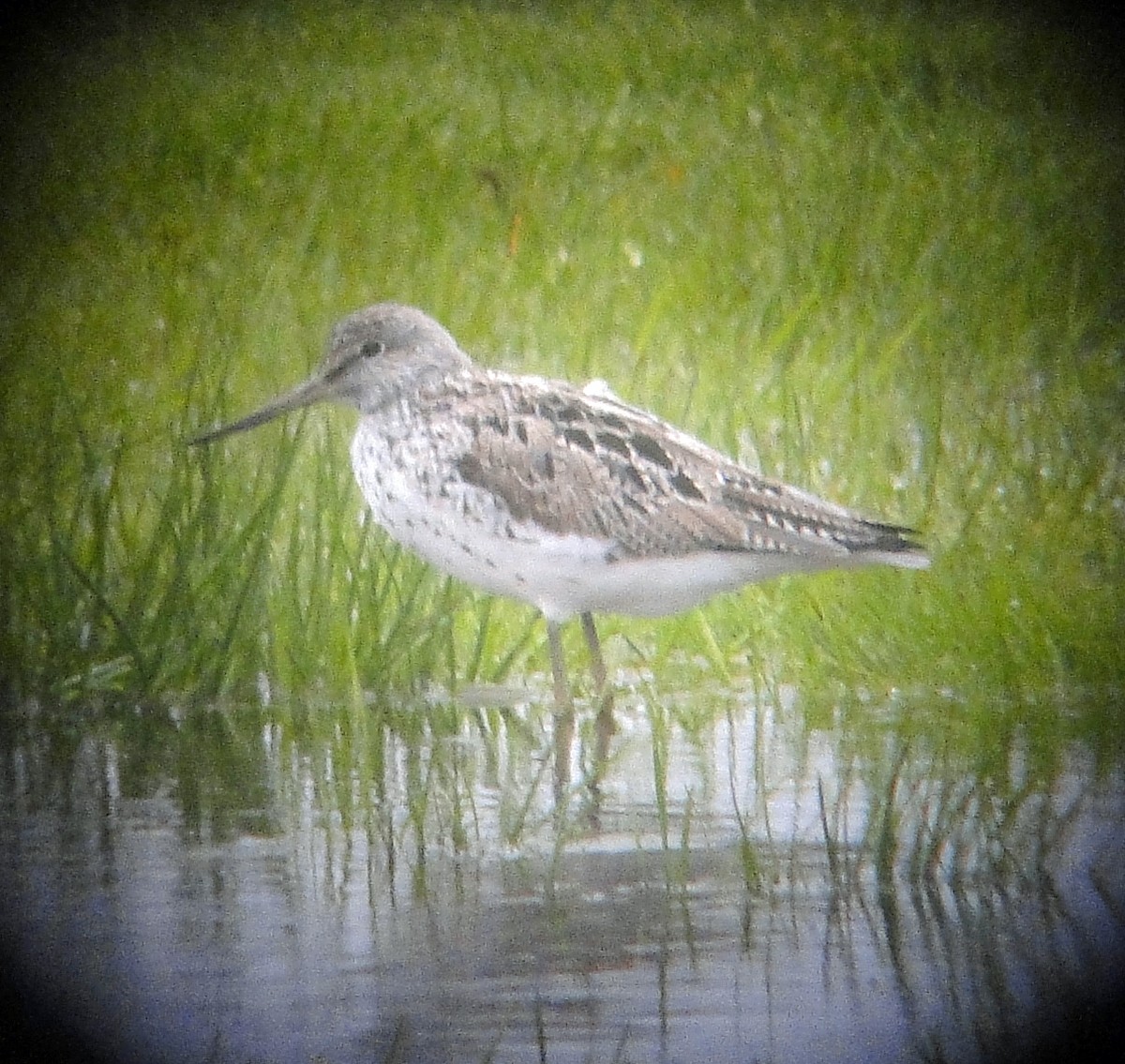 Common Greenshank - Gail Benson