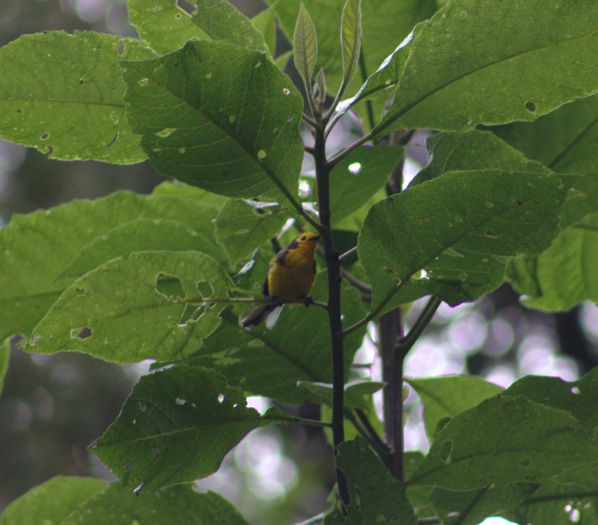 Golden-fronted Redstart - Grupo de Estudio en Aves. Universidad del Tolima GEA-UT