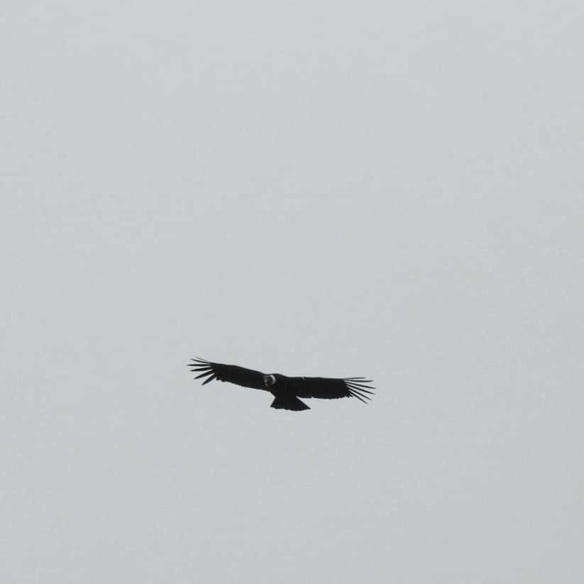 Andean Condor - ML156416441