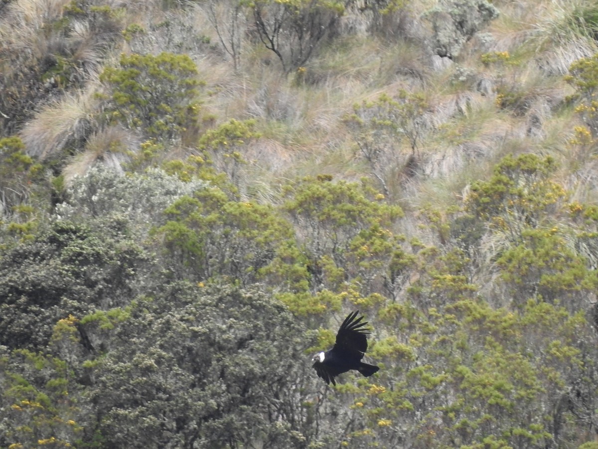 Andean Condor - ML156416591