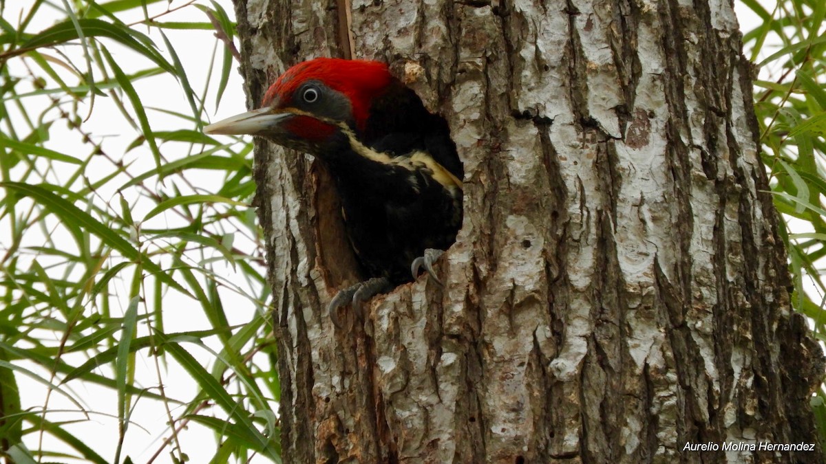 Lineated Woodpecker - ML156417121