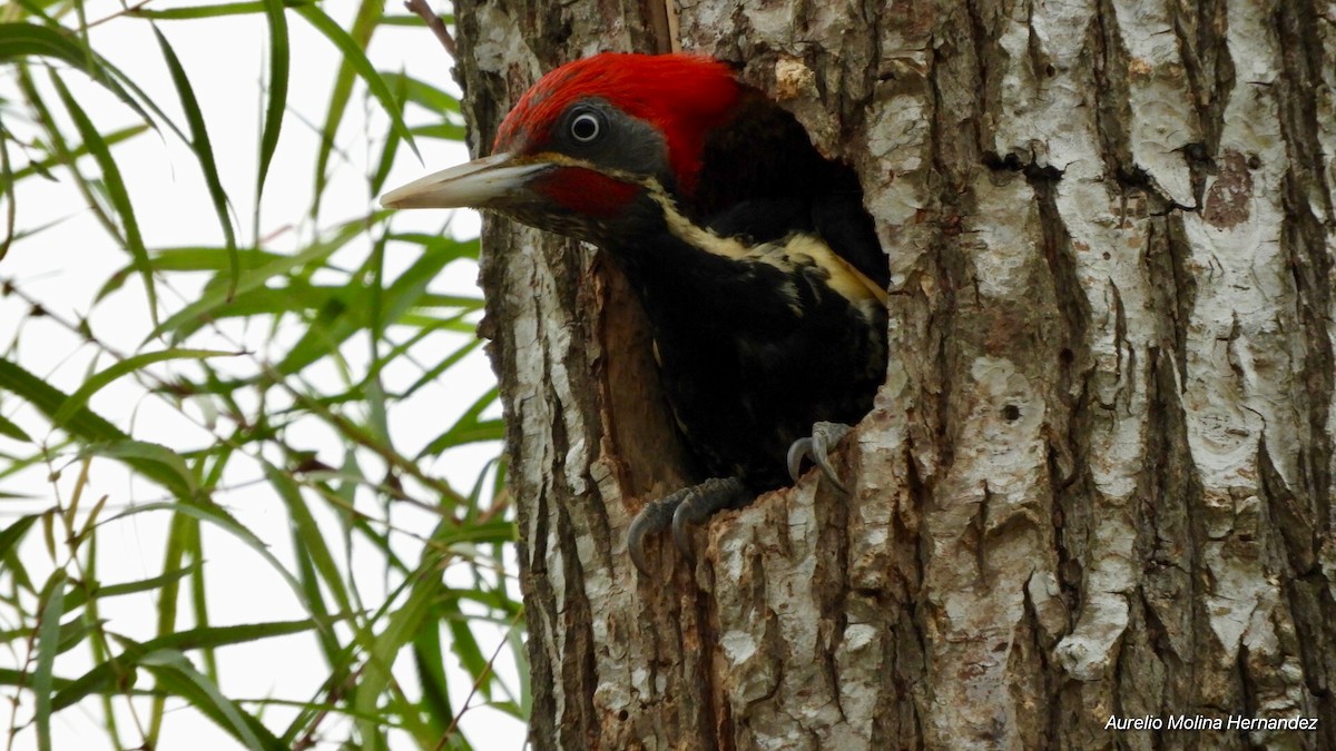 Lineated Woodpecker - Aurelio Molina Hernández