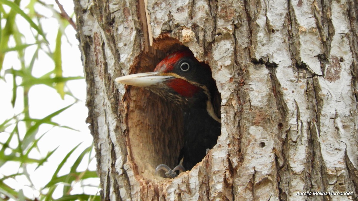 Lineated Woodpecker - ML156417161