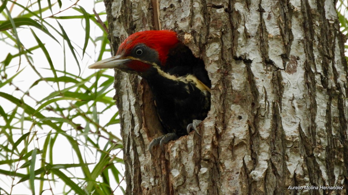 Lineated Woodpecker - ML156417171