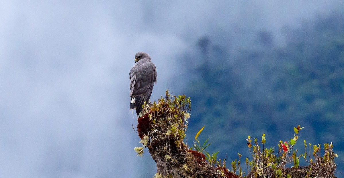 Buteo sp. - ML156421471