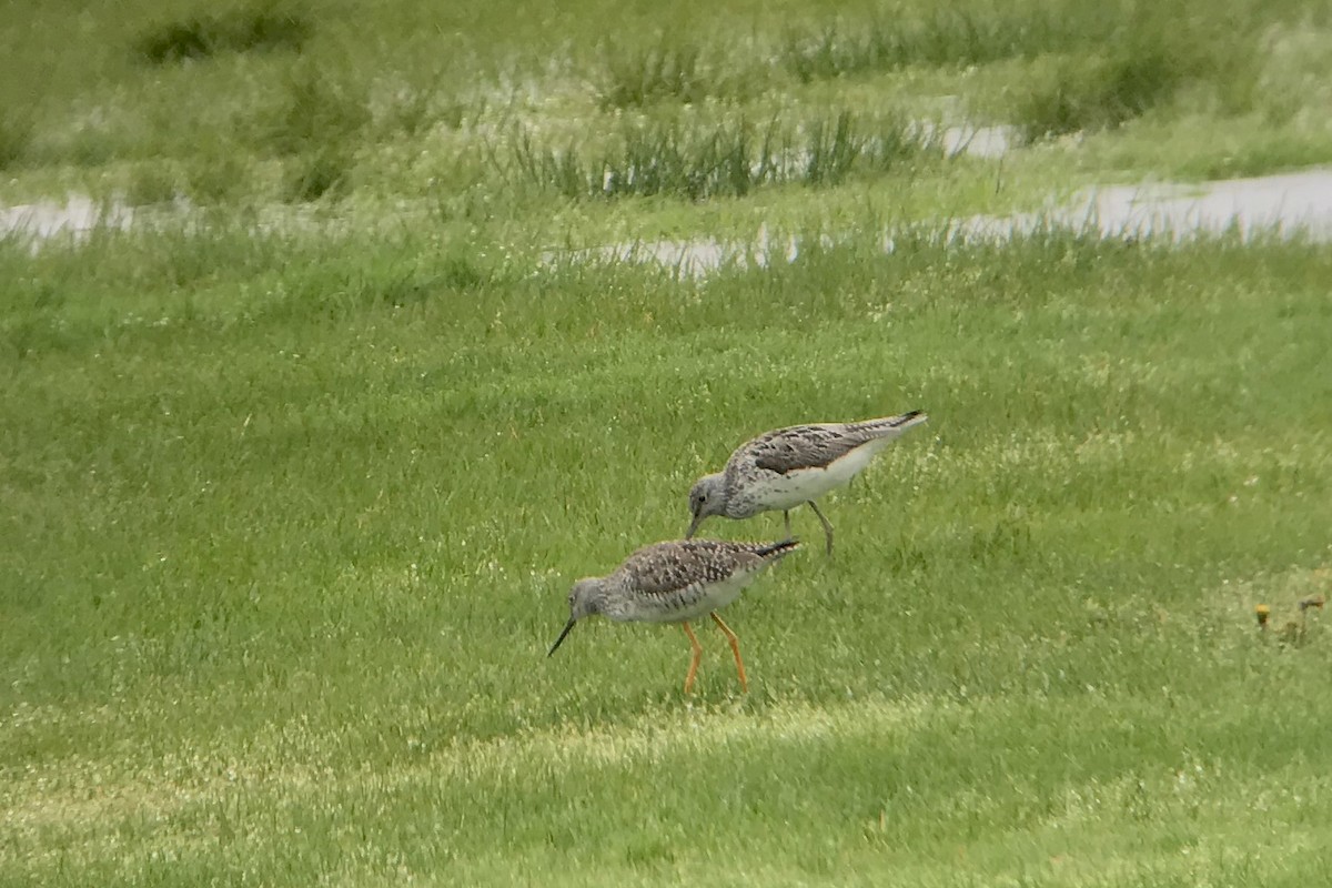 Common Greenshank - Shai Mitra