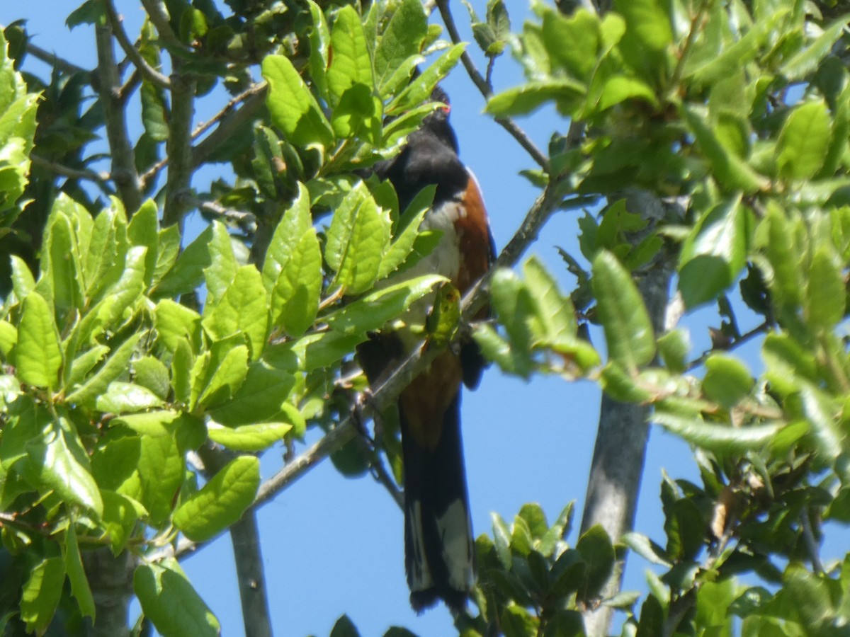 Spotted Towhee - TK Birder