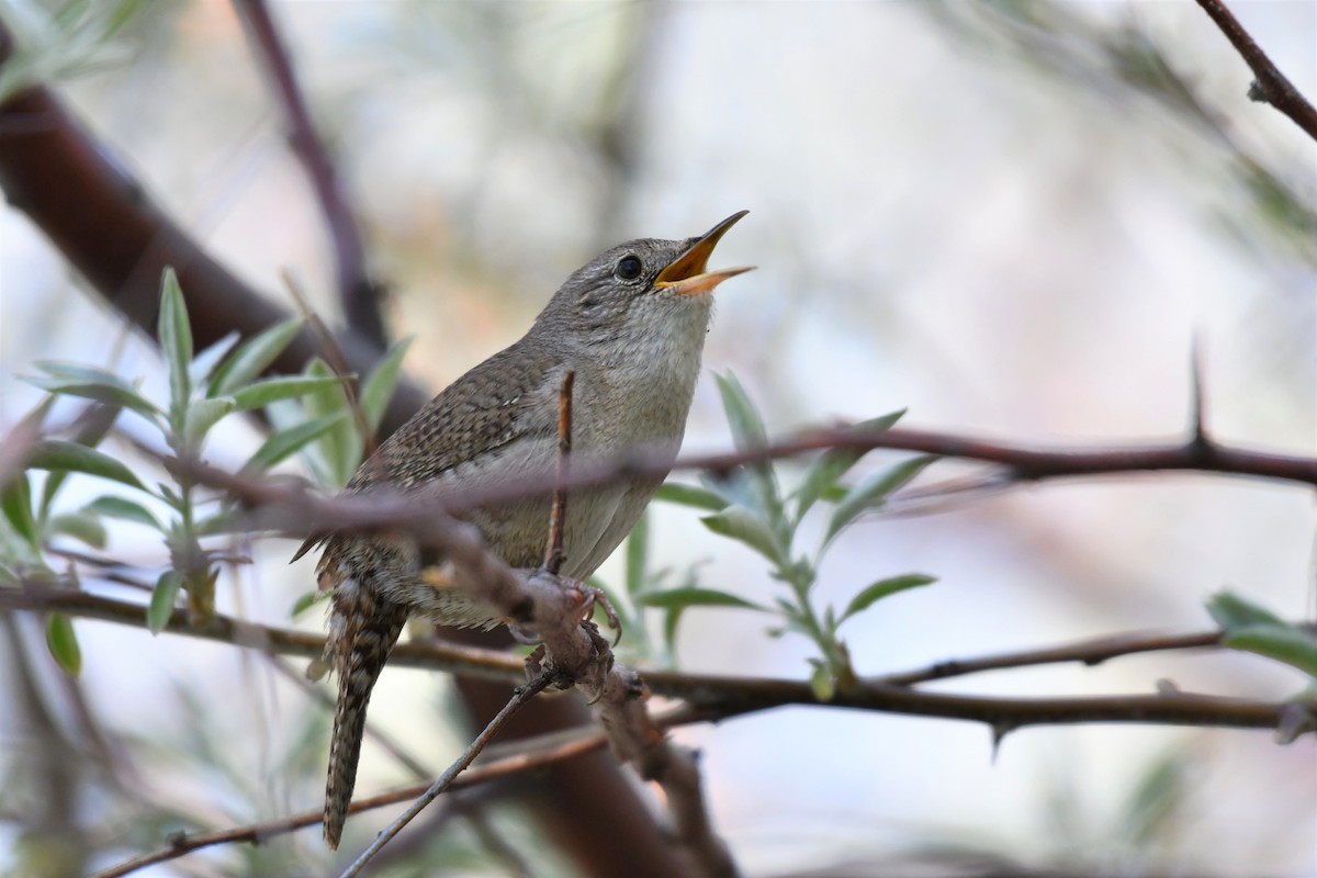 House Wren (Northern) - ML156423461