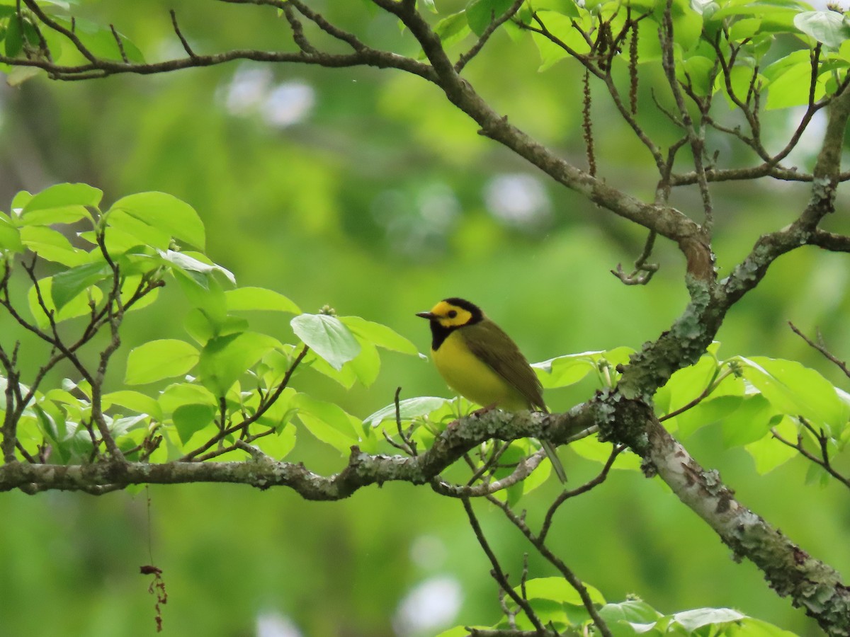 Hooded Warbler - ML156425131