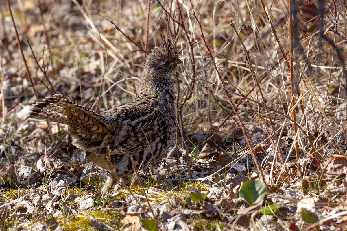 Ruffed Grouse - Doug Korver