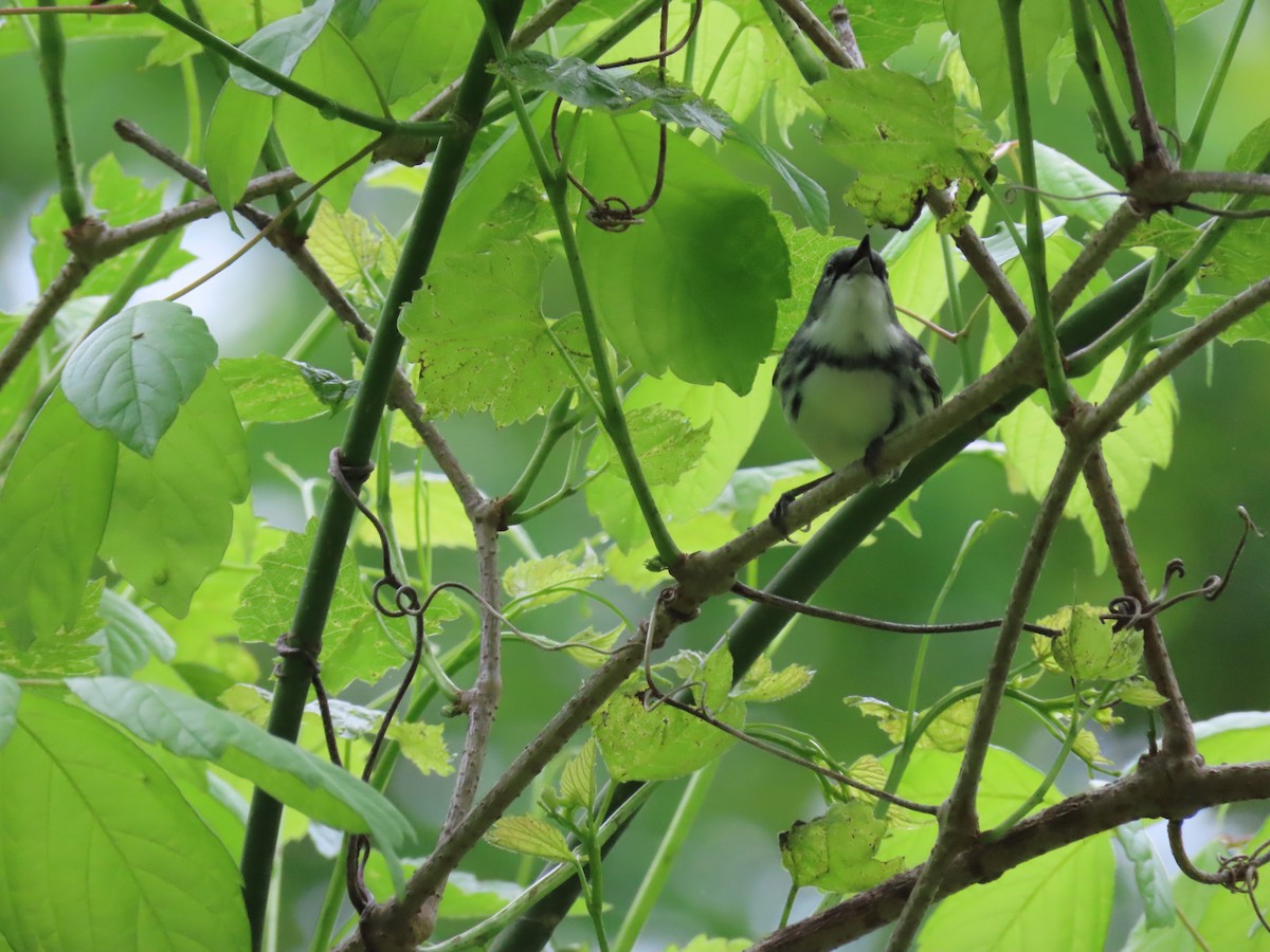 Cerulean Warbler - ML156425621