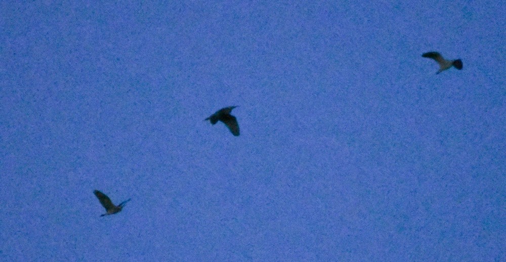 American Bittern - josh Ketry