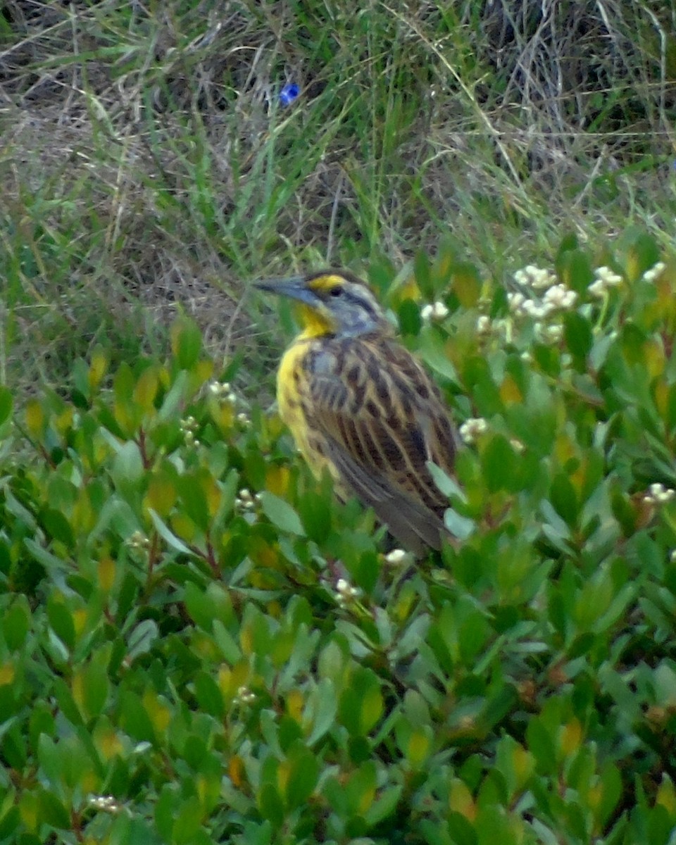 Eastern Meadowlark - ML156428111