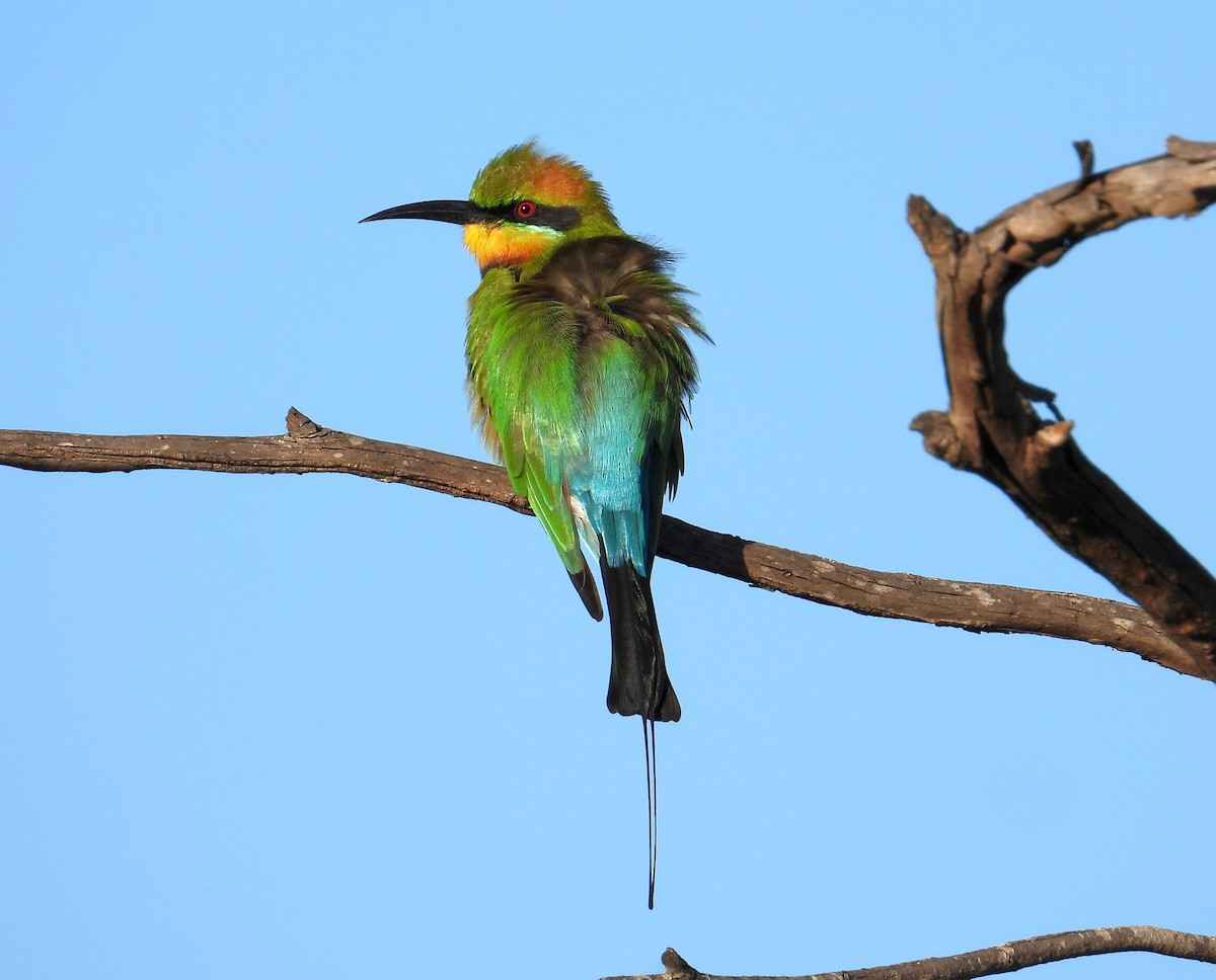 Rainbow Bee-eater - Chris Burwell