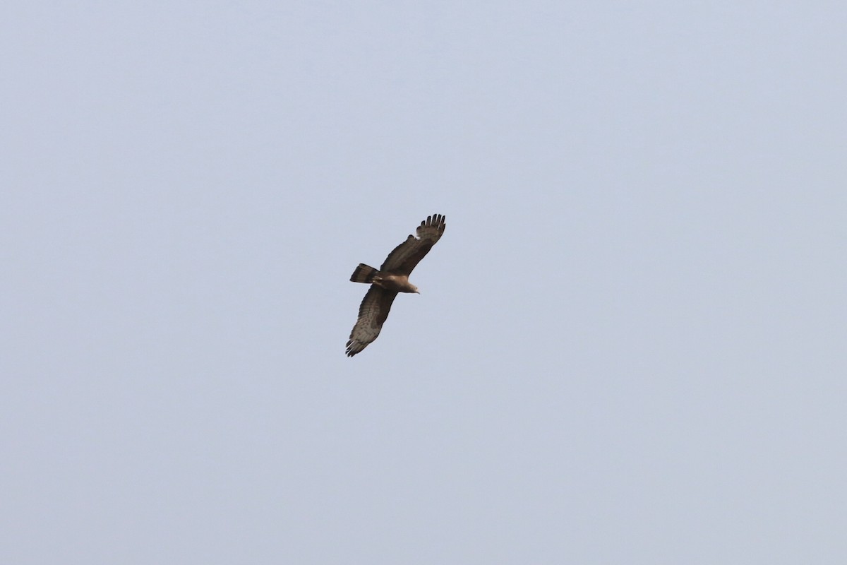 Oriental Honey-buzzard - ML156428821