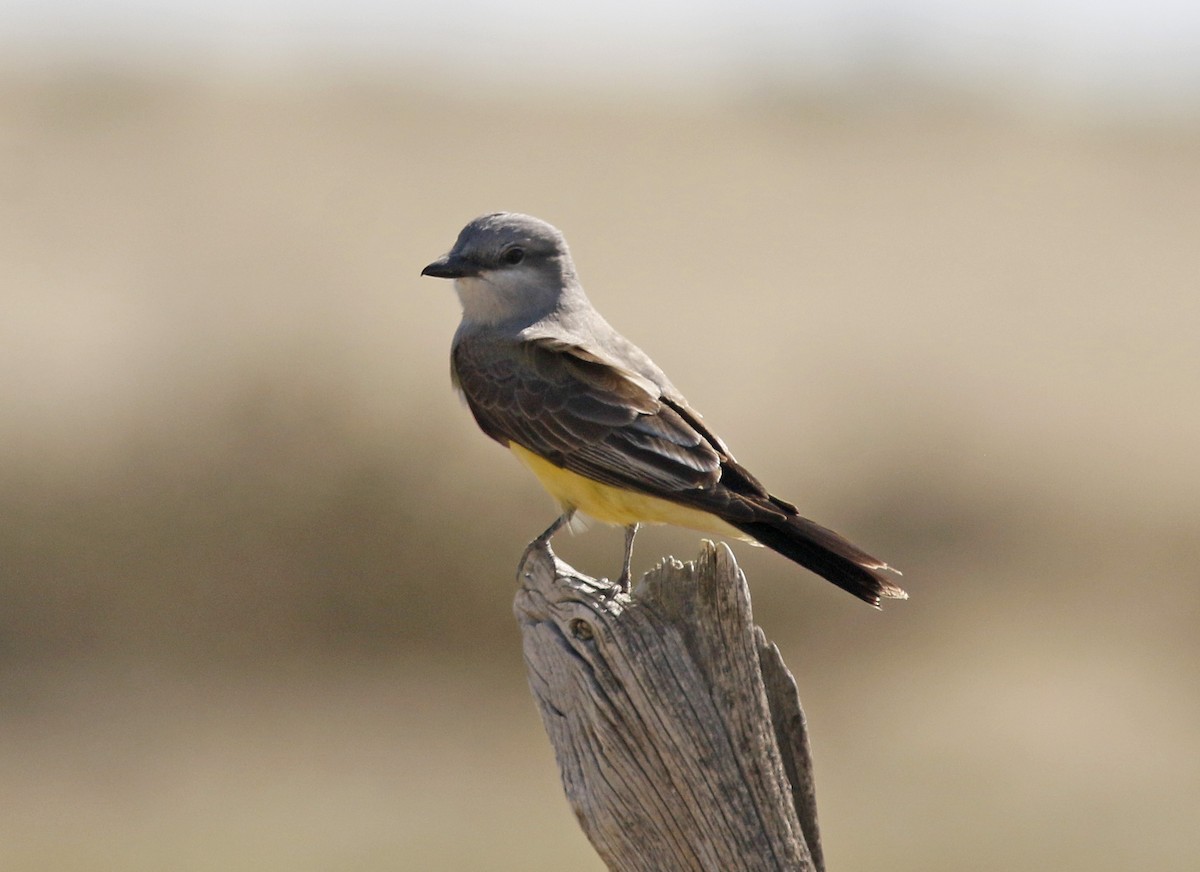 Western Kingbird - ML156429181