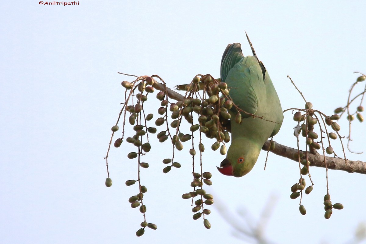 Rose-ringed Parakeet - ML156430051