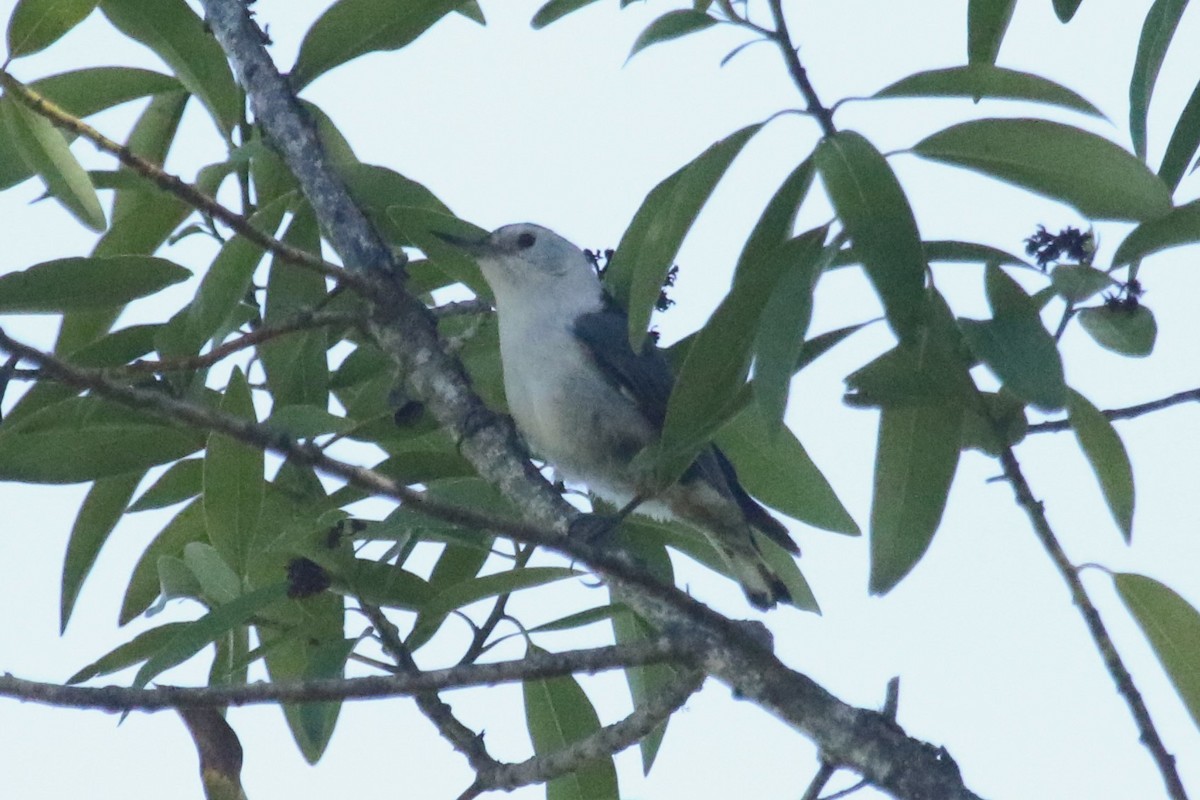 White-breasted Nuthatch - ML156430121