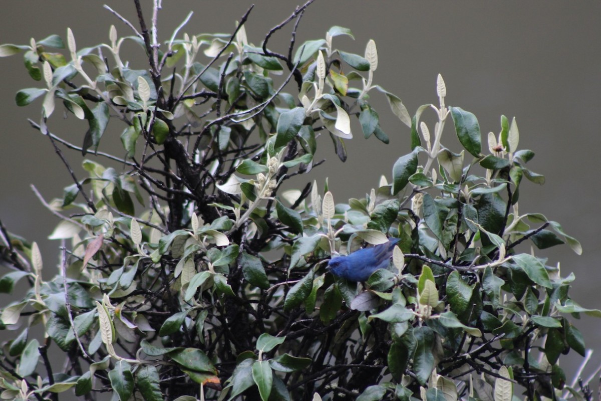 Xénodacnis mésange (parina) - ML156430691