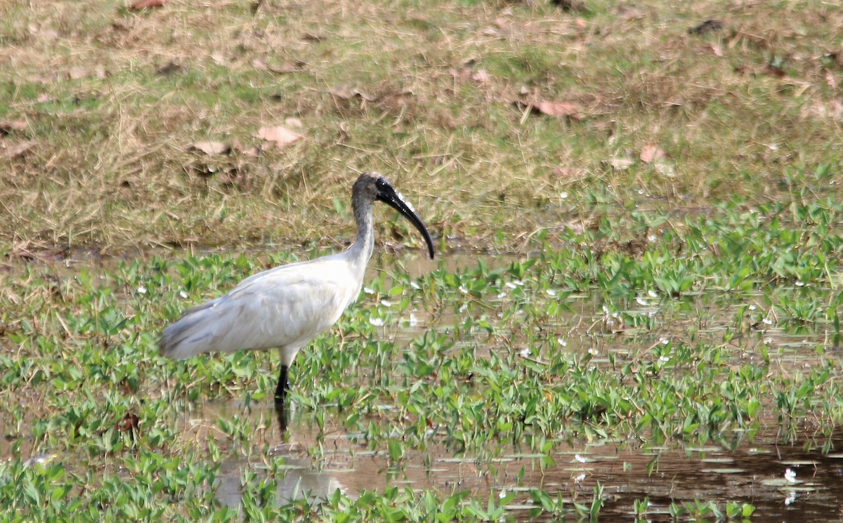 ibis černohlavý - ML156430841