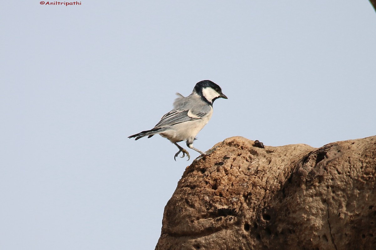 Cinereous Tit - ML156431331