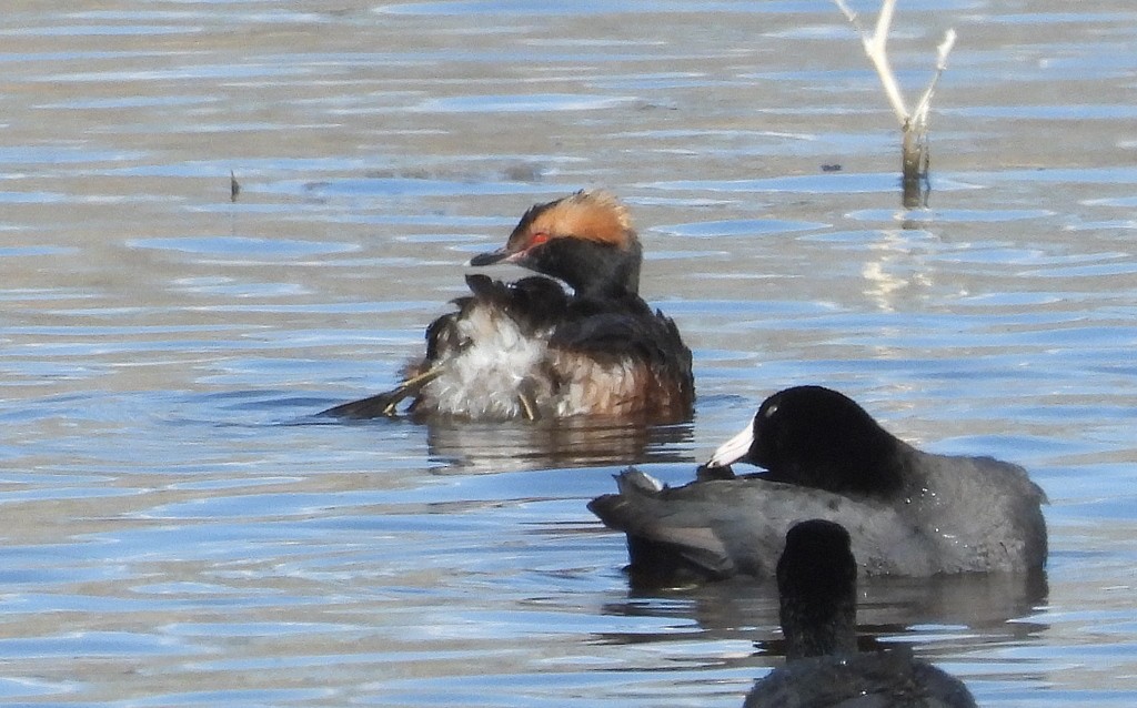 Horned Grebe - Nancy Hetrick