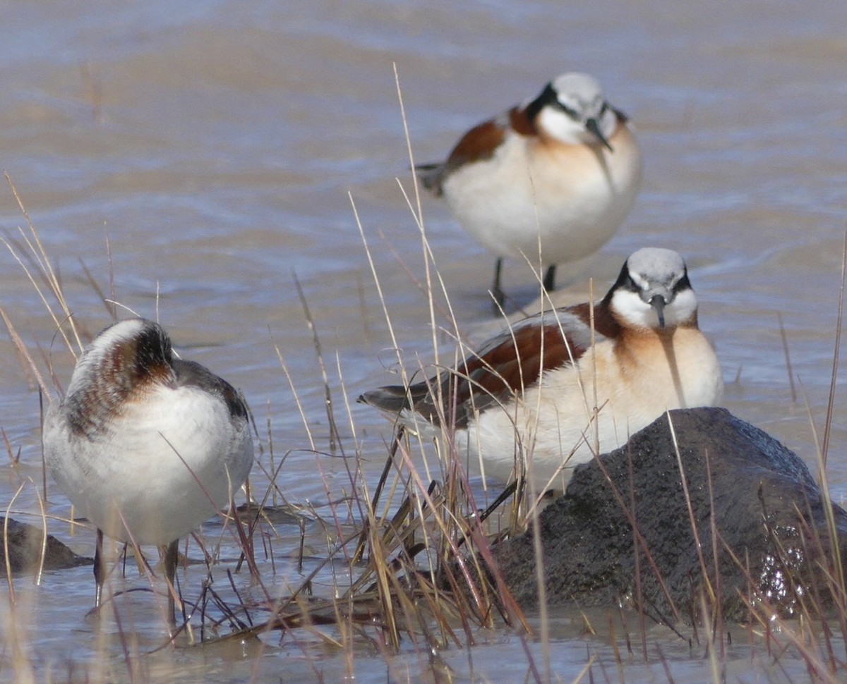 Phalarope de Wilson - ML156433481