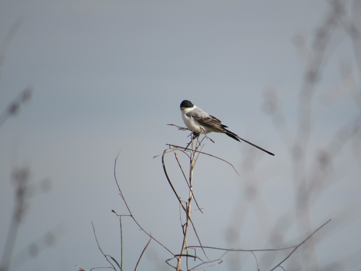 Fork-tailed Flycatcher - ML156433571