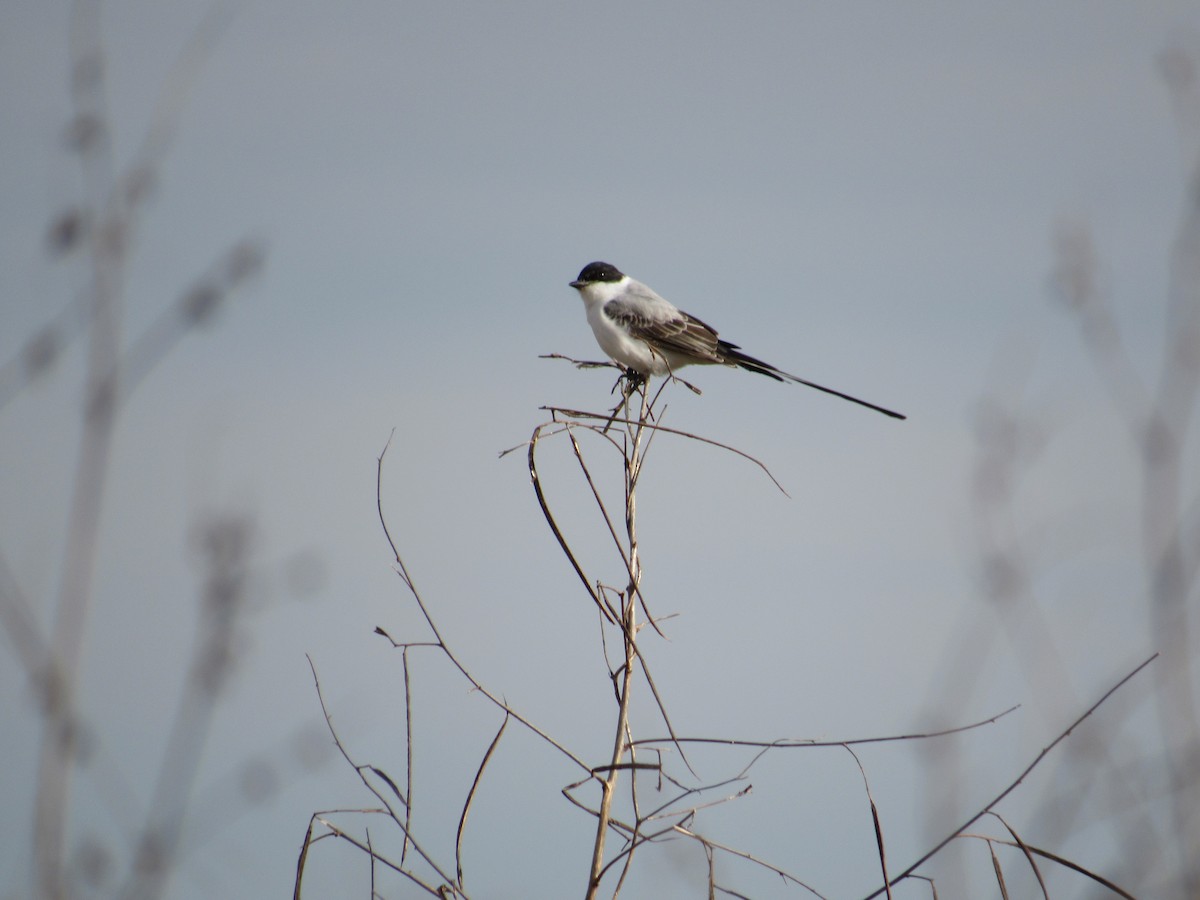 Fork-tailed Flycatcher - Sam Saunders