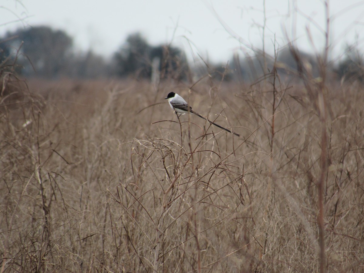 Fork-tailed Flycatcher - ML156433601