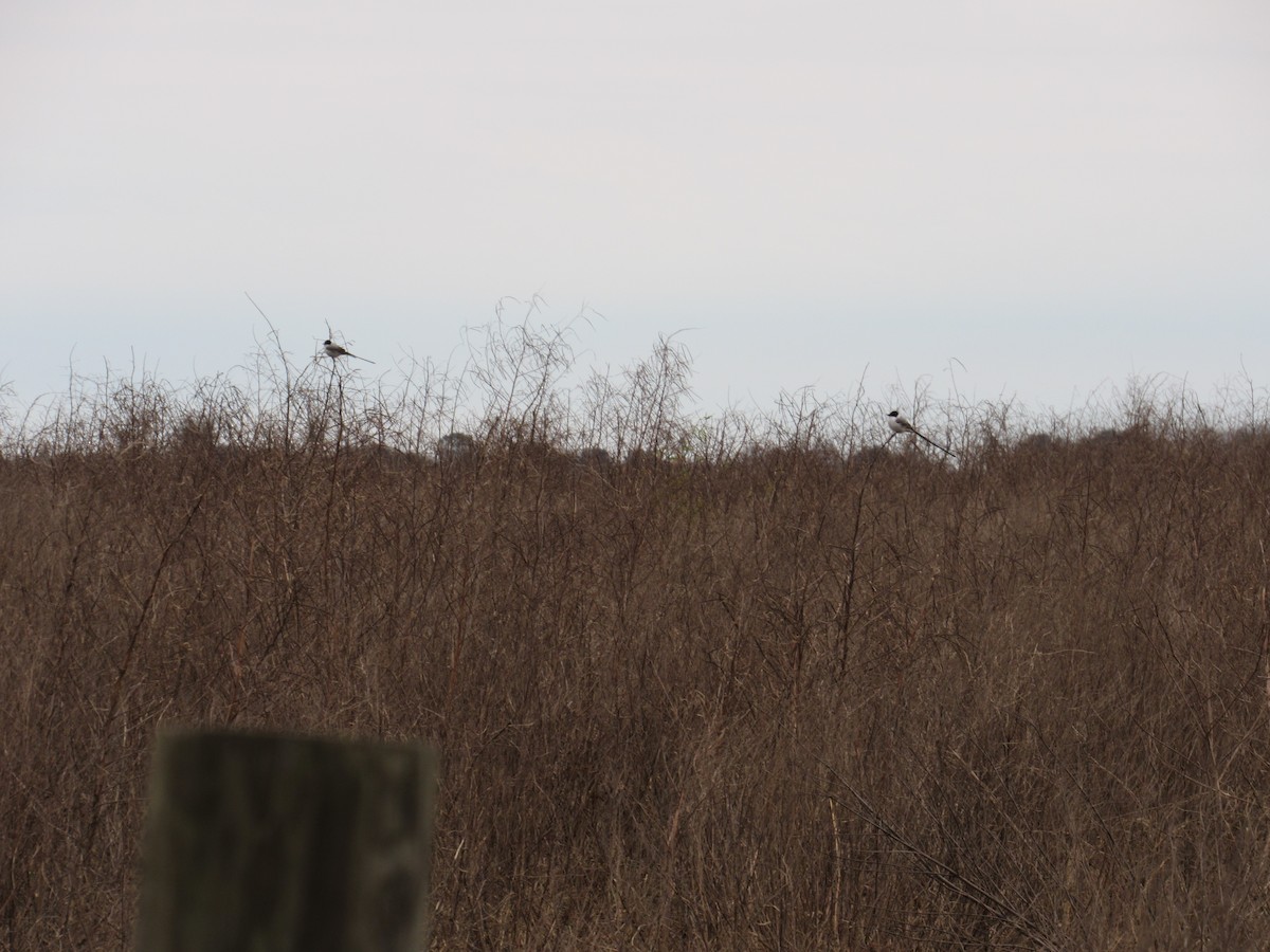 Fork-tailed Flycatcher - ML156433881