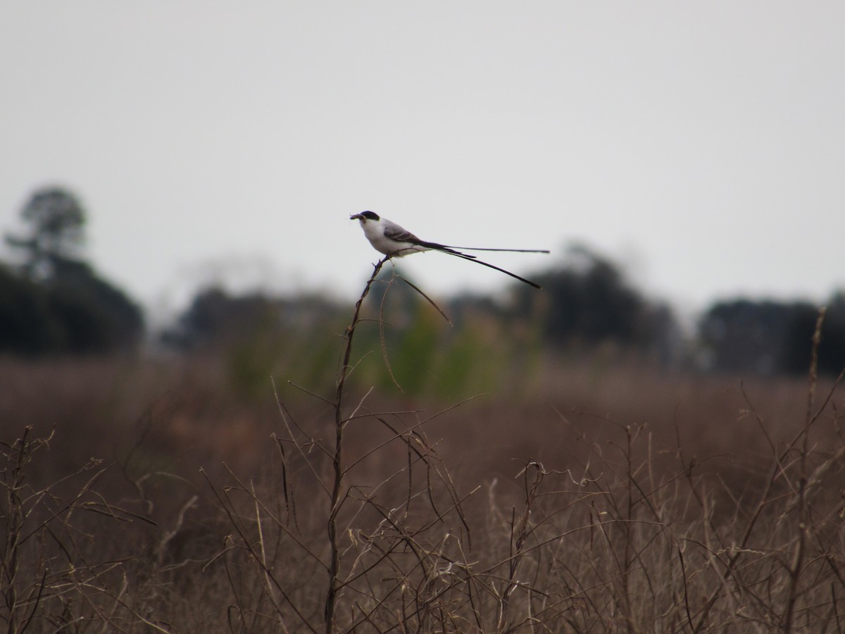 Fork-tailed Flycatcher - ML156433901